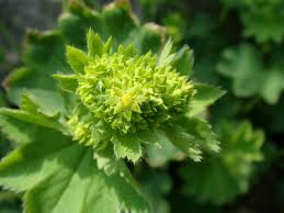 Image result for Alchemilla kiwuensis