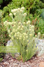 Image result for Phylica