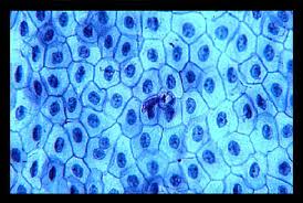 What are the 4 types of tissues found in animals. Lab 2 Microscopy And The Study Of Tissues Zoo Lab Uw La Crosse