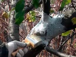 во саду ли в огороде юлия миняева посадка чеснока Imagini Pentru Auzii Din Merss Ca Se Lauda Un Bosorog Ca Is Gagica Lui S Daca Cacatu Ala Nu Suporta Solutia Cei In Jur Cumsi De Ce Zice Petruta Dinu