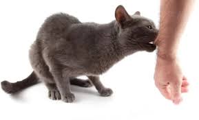 Benjolan berbulu yang menyenangkan menyenangkan mata dan menghangatkan hati. 12 Arti Mimpi Digigit Kucing Menurut Islam Dan Primbon Jawa