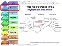 Ib Biology 5 3 Slides Classification Taxonomy