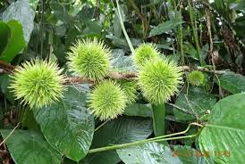 Image result for Caloncoba