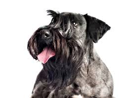 Früher wurden hunde nach der arbeit eingeteilt, die sie verrichteten, wie z.b. Labogen Gentests Hund Gentest Bestellung
