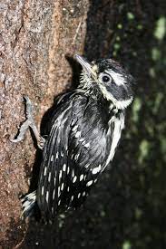We did not find results for: Baby Downy Woodpecker By Katiesphotography On Deviantart Downy Woodpecker Backyard Birds Woodpecker