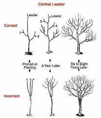 We did not find results for: Olive Tree Pruning Pot Sok Pa Google Pruning Fruit Trees Garden Trees Fruit Garden