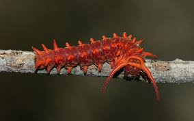 Black And Red Caterpillar With Horn Pipevine Swallowtail Caterpillars Look Just Like Red Licorice Red Licorice Insects Bugs