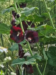 Image result for Alcea rosea