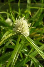 Image result for Kyllinga squamulata