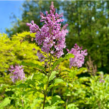 Image result for Syringa prestoniae