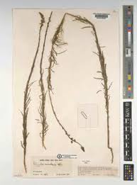 Image result for Polygala melilotoides