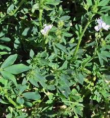 Image result for Medicago sativa