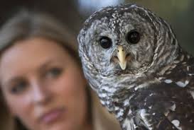 Oak View festival helps children experience wildlife up close