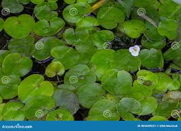 Image result for Hydrocharitaceae