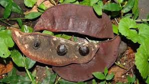 Image result for Erythrophleum