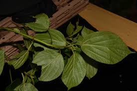 Image result for Scepocarpus hypselodendron