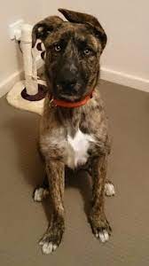German shepherd may grow 27 cm / 11 inches higher than english bulldog. American Bulldog Shepherd Dog Breed Information And Pictures