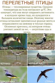 сообщение по окружающему миру 3 класс на тему экология Pereletnye Pticy Kartochki Prirodovedenie Pticy Estestvoznanie