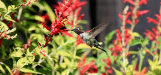 We did not find results for: 10 Low Water Perennials That Thrive In Dry Situations Oregon State University