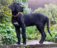 Check spelling or type a new query. Great Dane Puppies For Sale Pavoorchatram Tn 174557