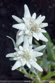 In restaurantul floare de colt se prepara zilnic un meniu diversificat si preparate culinare cu specific traditional romanesc imaginea 42375 din galeria foto pensiune restaurant floare de colt petrosani. 43 Floare De ColÈ Ideas Floare Flori NaturÄ