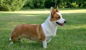 (sf bay area) hide this posting restore restore this posting. Cardigan Welsh Corgi Breed Information