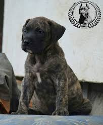 The presa canario can be highly dangerous if placed with the wrong review how much presa canario puppies for sale sell for below. Puppies Presa Canario Kennel