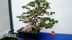 Bonsai Waru Contoh Bonsai