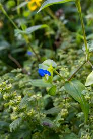 Image result for Commelina