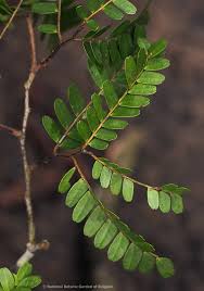 Image result for Tessmannia