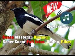 Kumpulan Suara Burung Kacer Mp3 Gacor Full Isian Terbaik