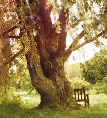See 1 traveler review overview of willow tree. The Fairy Tree 8 X 10 Fine Art Photograph Willow Tree Photo Surreal Nature Photography Fairies Enchanted Jenndalyn Art Online Store Powered By Storenvy