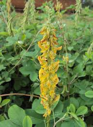 Image result for Crotalaria rhodesiae