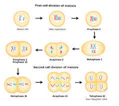 It involves two rounds of division that ultimately result in four cells with only one copy of each chromosome (haploid). In Meiosis Sister Chromatids Separate During Quizlet