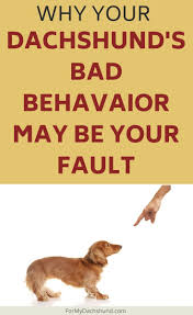 Your Dachshund S Bad Behavior Is Likely Your Fault Animal Behavior Dachshund Dog Behavior