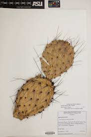 The plant comprises succulent stems, thickened, elliptical green pads that are arranged in an overlapping manner. Opuntia Mojavensis Western Prickly Pear Cactus Pretty