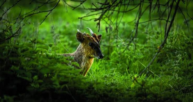 The Indian shikar | Fieldsports Journal