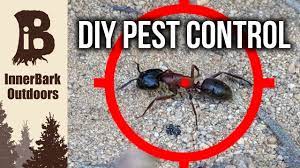 A very common pest in homes are carpenter ants. How To Get Rid Of Ants Diy Pest Control Youtube