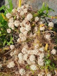 Image result for Cuscuta planiflora