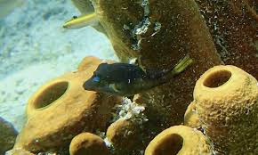 Snorkeling A La Plage Du Pain De Sucre Les Saintes Snorkeling En Guadeloupe