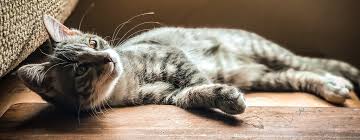 Many cat carers always wonder how long cats live for. Agecast Your Cat S Age In Human Years