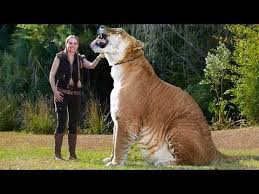 Leopons Google Search Cat Facts Big Cats Tiger Facts