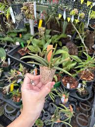 Image result for Oberonia