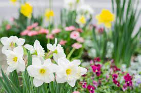 However, their evergreen leaves will grow year round. Spring Flowers In Fairhope Alabama Fairhope Flower Display Spring Flowers