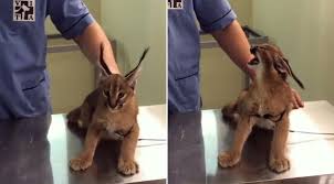 Local to africa, the center east, focal asia, and india. This Caracal Kitten At The Vet Is The Cutest Ball Of Hate I Ve Ever Seen