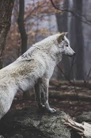Pin By City Army On Wolves X In 2020 Wolf Spirit Animal Animals Wild Wild Animals Photos