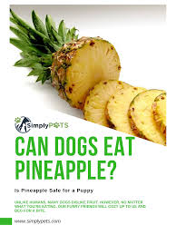 Tomatoes that are fully ripe and red are ok for dogs. Can Dogs Eat Pineapple Is Pineapple Safe For A Puppy Https Www Simplypets Com Can Dogs Eat Pineapple Canning