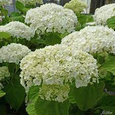 Pflege und schneiden der schneeballhortensie. Hortensie Strong Annabelle Incrediball Hydrangea Arborescens Strong Annabelle Abetwo Incrediball Ballhortensien Garten Schluter