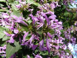 Image result for Hypoestes sp. aff. aristata B