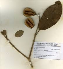 Image result for Schrebera